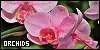 Orchid fanlisting button