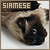 Siamese cats fanlisting button