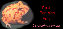 Pacman frog